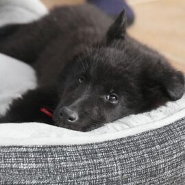 Medium pet bed