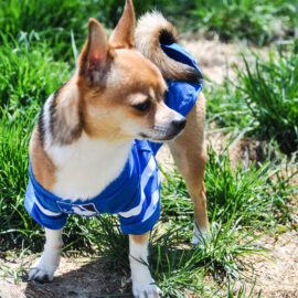 Dog Coat (Small)