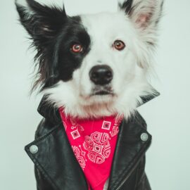 Large Dog coat