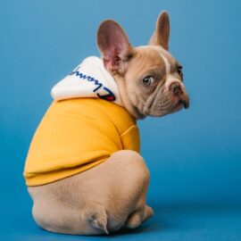 Small dog coat